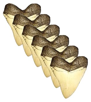 メガロドンの歯 [MG143] 超希少 メガロドンの歯 [MG143] 超希少 メガロドンの歯の化石 mgaz5002